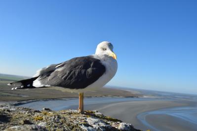 Au mt st michel