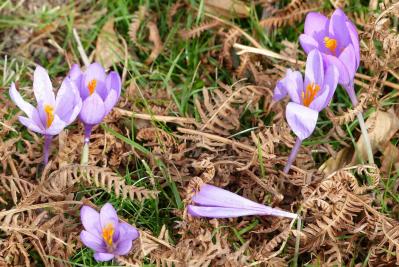 Crocus