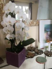 Orchidées